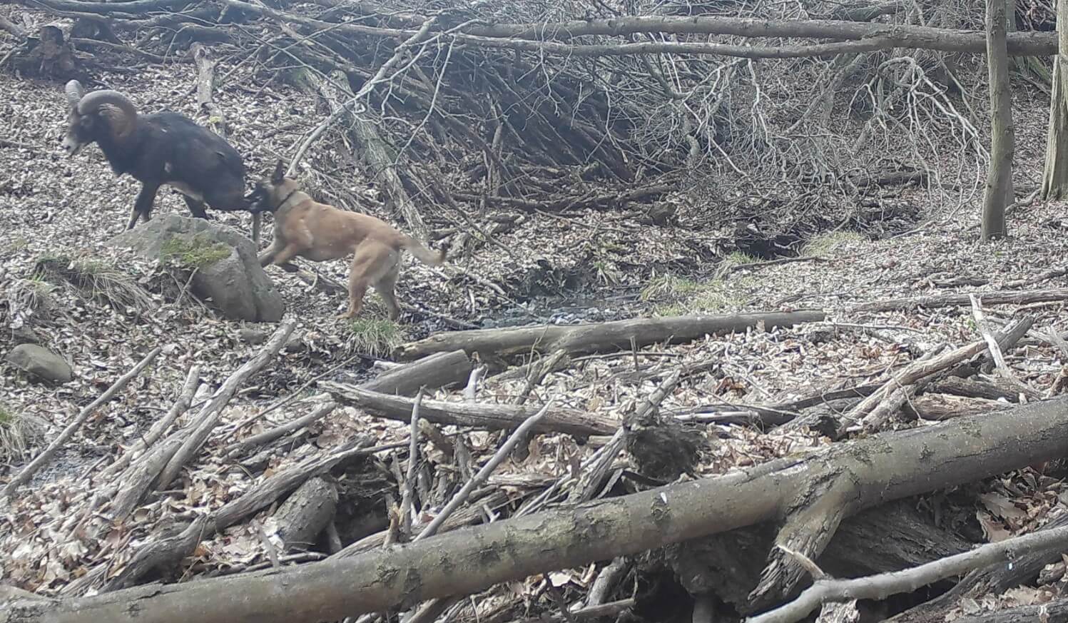 Kutya támadt muflonra a Börzsönyben