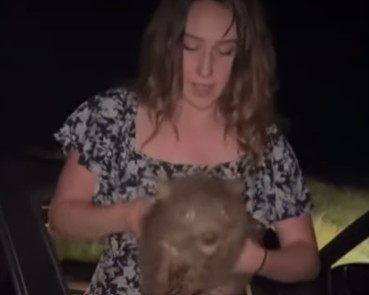 Egy influenszer eltávolított egy bébivombatot az anyjától Ausztráliában