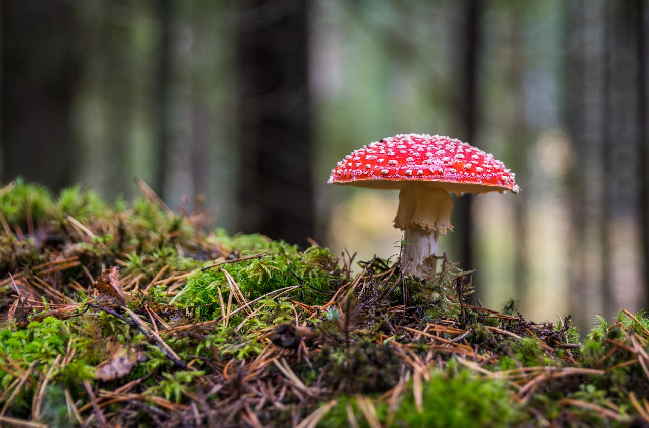 Az Aspergillus gombafaj terjedésének növekedése várható a klímaváltozás hatására