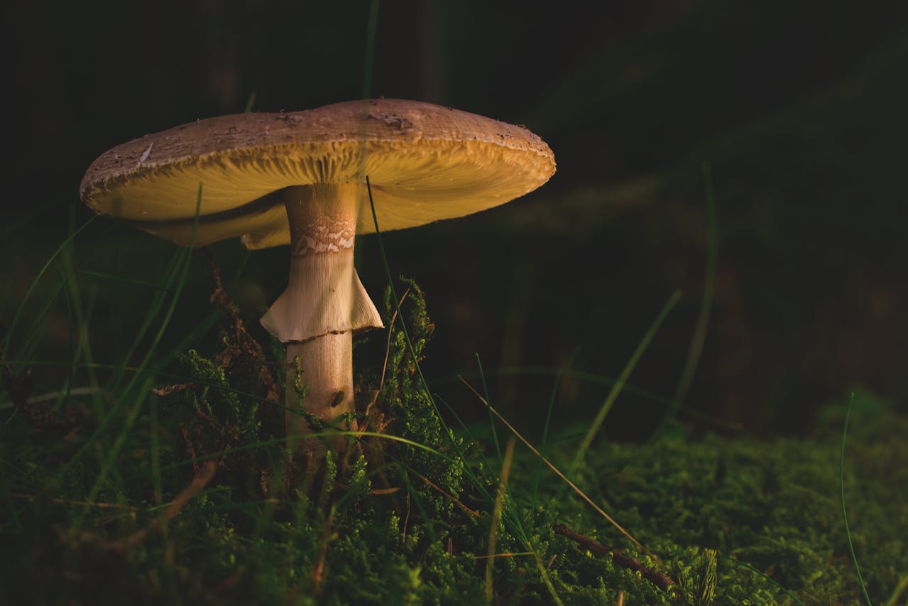 Klímaváltozás: Az Aspergillus gombák terjedési területének növekedése várható
