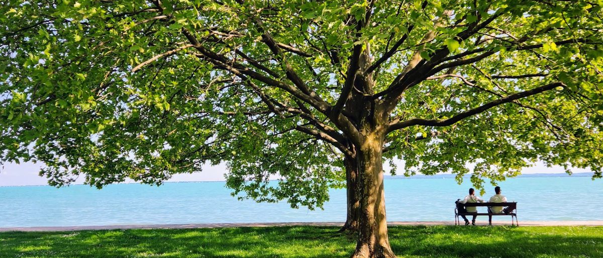 Natura 2000-es területen vágtak ki fákat Csopakon, hogy egy villa építési törmelékét helyezzék oda