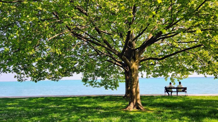 Natura 2000-es területen vágtak ki fákat Csopakon, hogy egy villa építési törmelékét helyezzék oda