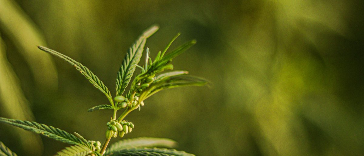 Kifejezetten kannabisztermesztésre vásárolt házat egy medgyesegyházi férfi, őrizetbe vették