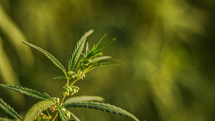 Kifejezetten kannabisztermesztésre vásárolt házat egy medgyesegyházi férfi, őrizetbe vették
